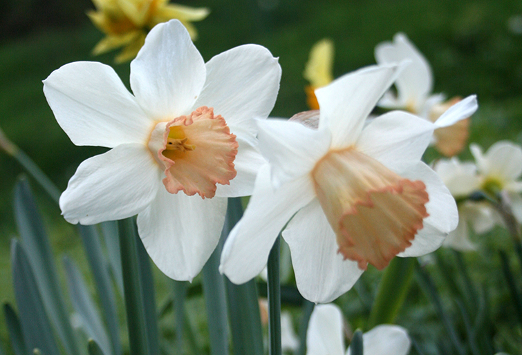 06_Narcissus-Mrs-RO-Backhouse-Shipton-Bulbs.jpg