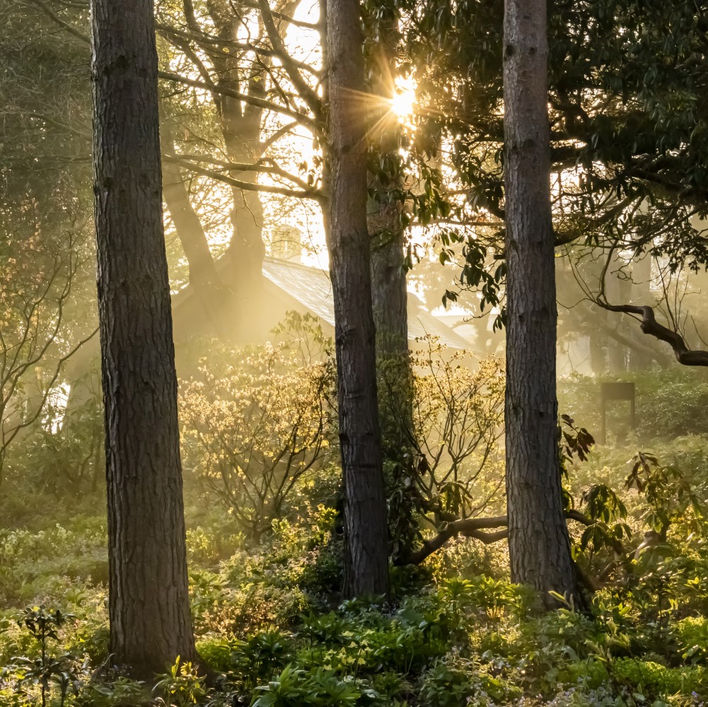 Photo of the sun shining through the trees in the gardens at Belsay Hall, Castle and Gardens